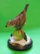 Redwing resin bird figurine